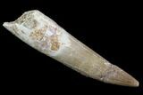 Bargain, Fossil Plesiosaur (Zarafasaura) Tooth - Morocco #107718-1